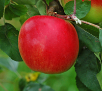 Redfree Apple